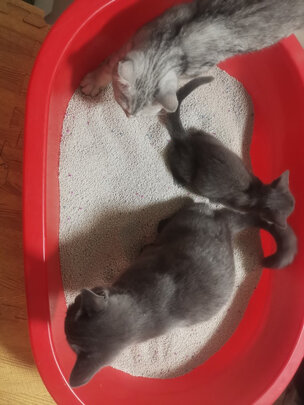 豆腐猫砂