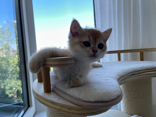 豆腐猫砂