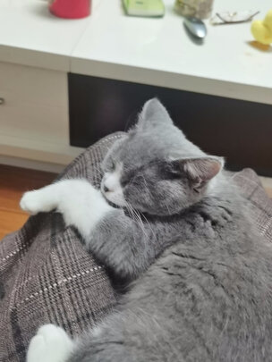 猫粮罐头