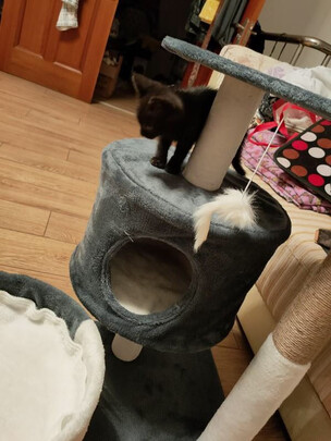 猫爬架