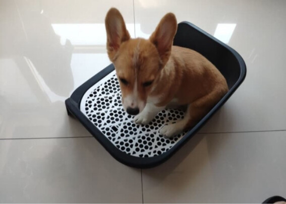 狗厕所
