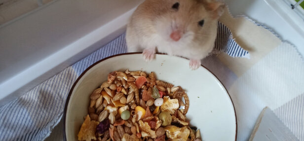 仓鼠粮食