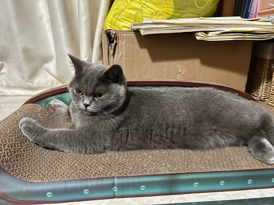 猫窝