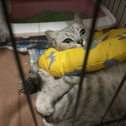 猫笼