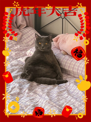 猫粮罐头