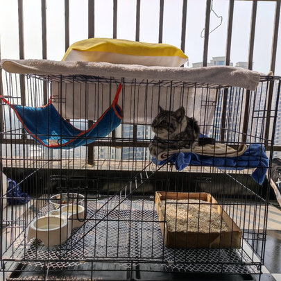 猫笼