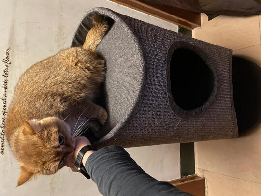 猫爬架