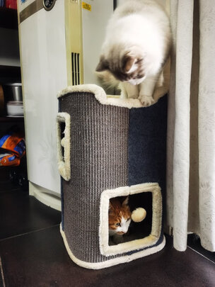 猫爬架