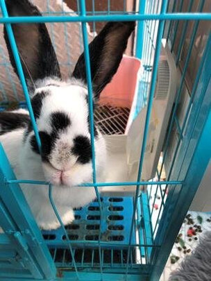 宠物自动喂食器
