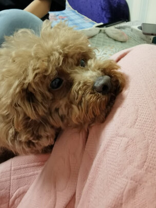 狗粮