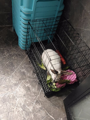  狗笼