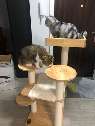 猫爬架