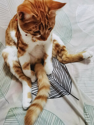 猫条猫零食
