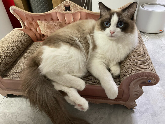 猫窝