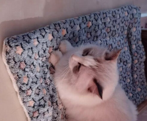 猫窝