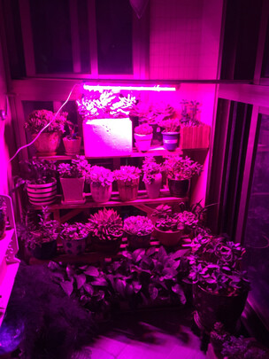 植物生长灯