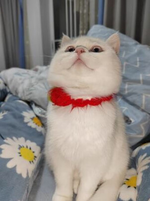 宠物除臭剂