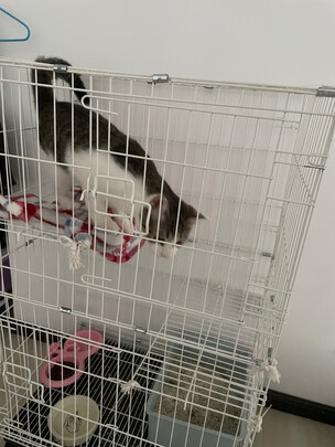  猫笼