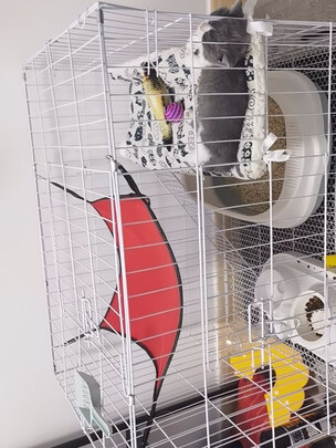  猫笼