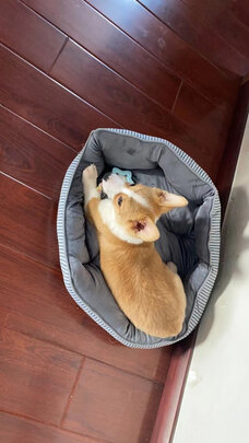 猫窝