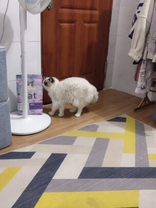 猫粮