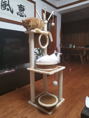 猫爬架