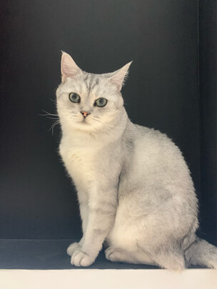 猫粮