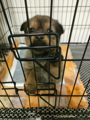  狗笼