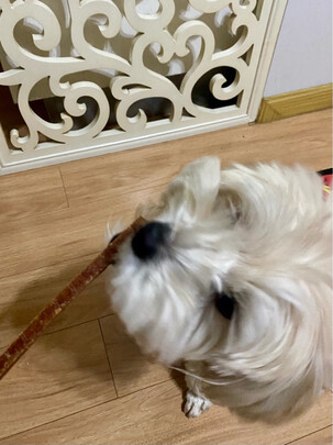 狗狗零食