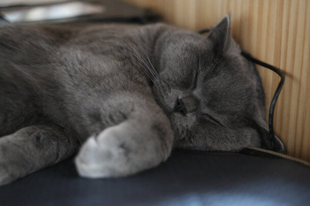 猫粮罐头