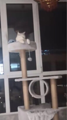 猫爬架