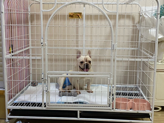 狗笼