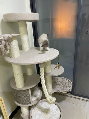 猫爬架