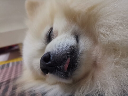 狗粮