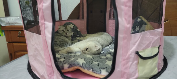 猫窝