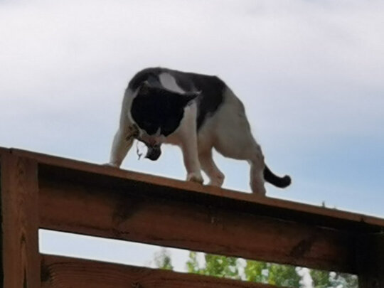 猫粮