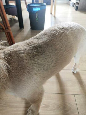 狗狗电推剪