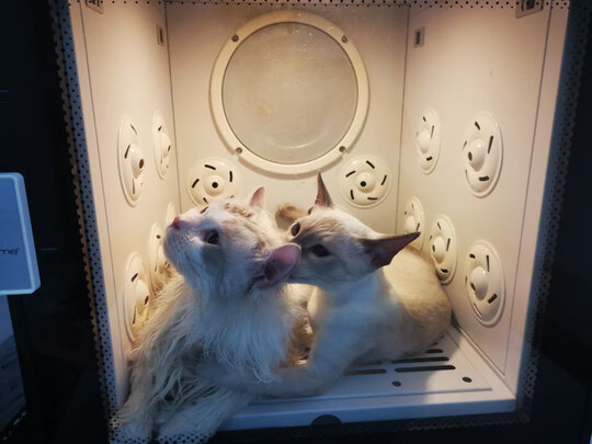 宠物烘干箱