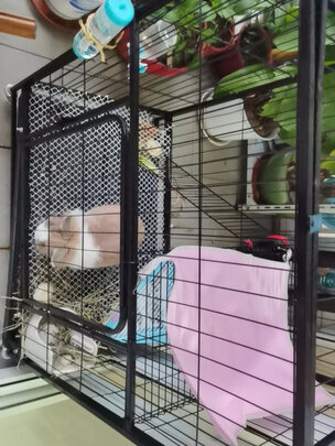 兔笼子