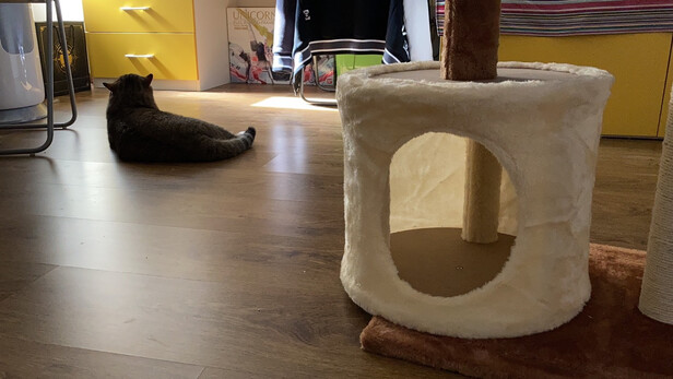 猫爬架