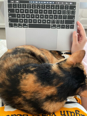 猫粮罐头