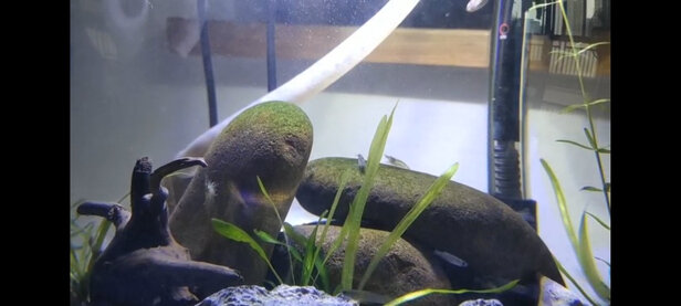 鱼缸净水剂
