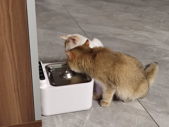 宠物饮水机