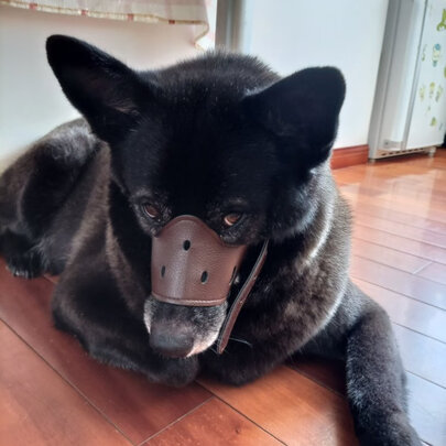 狗狗嘴套