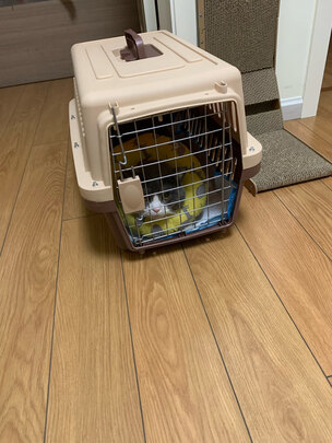 猫包