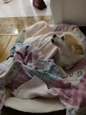 狗窝