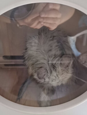  宠物烘干箱