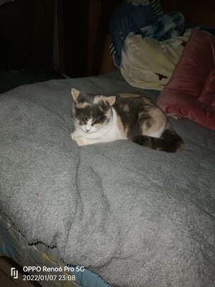 猫项圈
