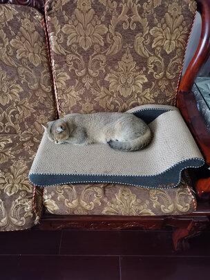 猫窝