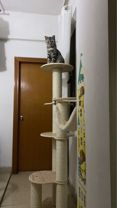 猫爬架